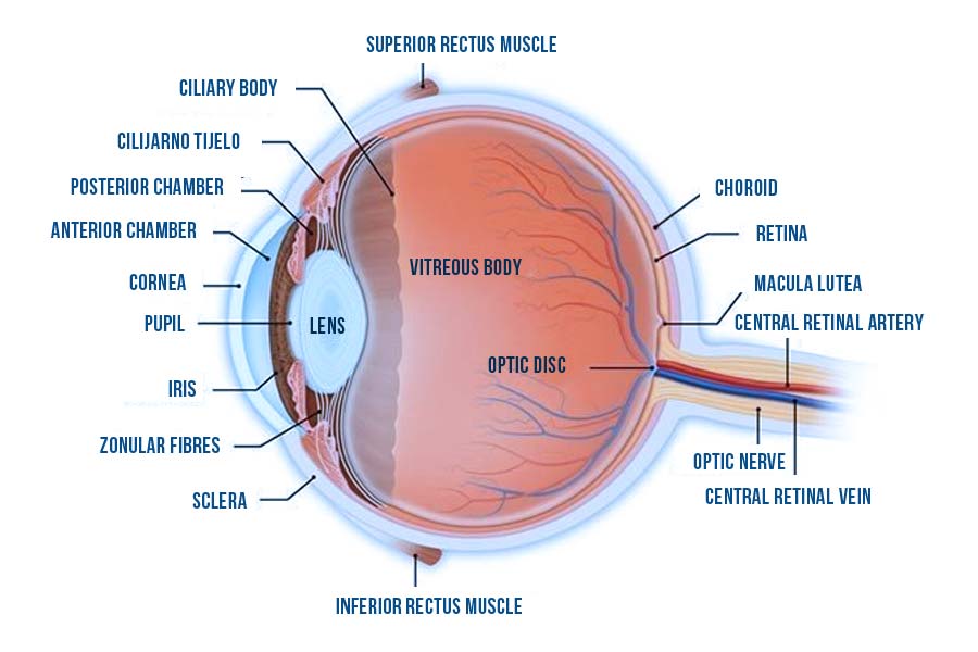 human eye parts - We see thanks to a small part in the centre of the eye, on the retina, called macula or macula lutea