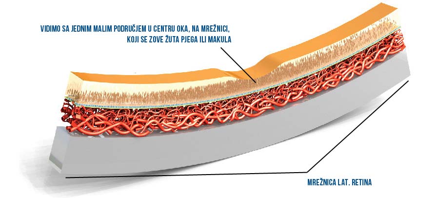 Mrežnica - retina - makula - žuta pjega