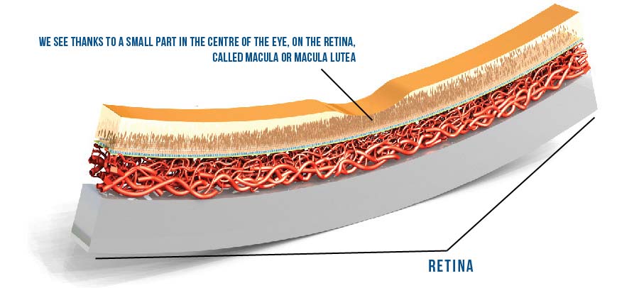 Senile macular degeneration is a disease which is significantly increasing due to longer lifespan